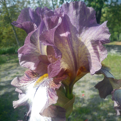 iris il tuo fiore frutto immobiliare
