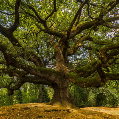 quercia il tuo frutto immobiliare